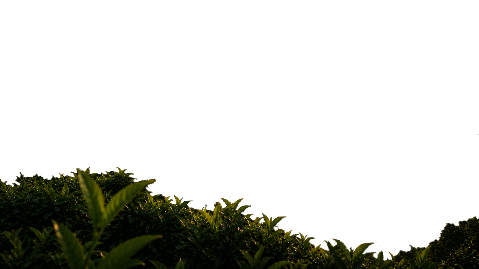 Foreground Layer