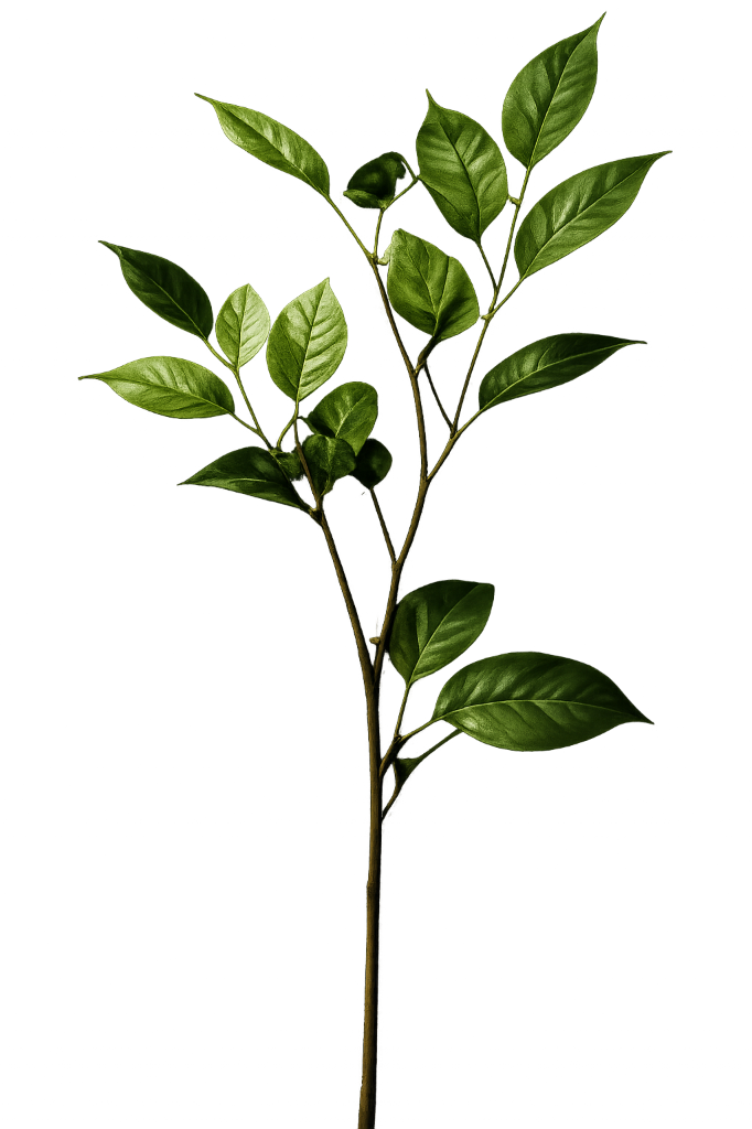 AGROX Plant